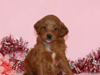 Mini Goldendoodle dogs Allen - Ad 13
