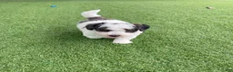 Mini Bernedoodle dogs for sale: Calvin Tiny/Toy - Ad 5