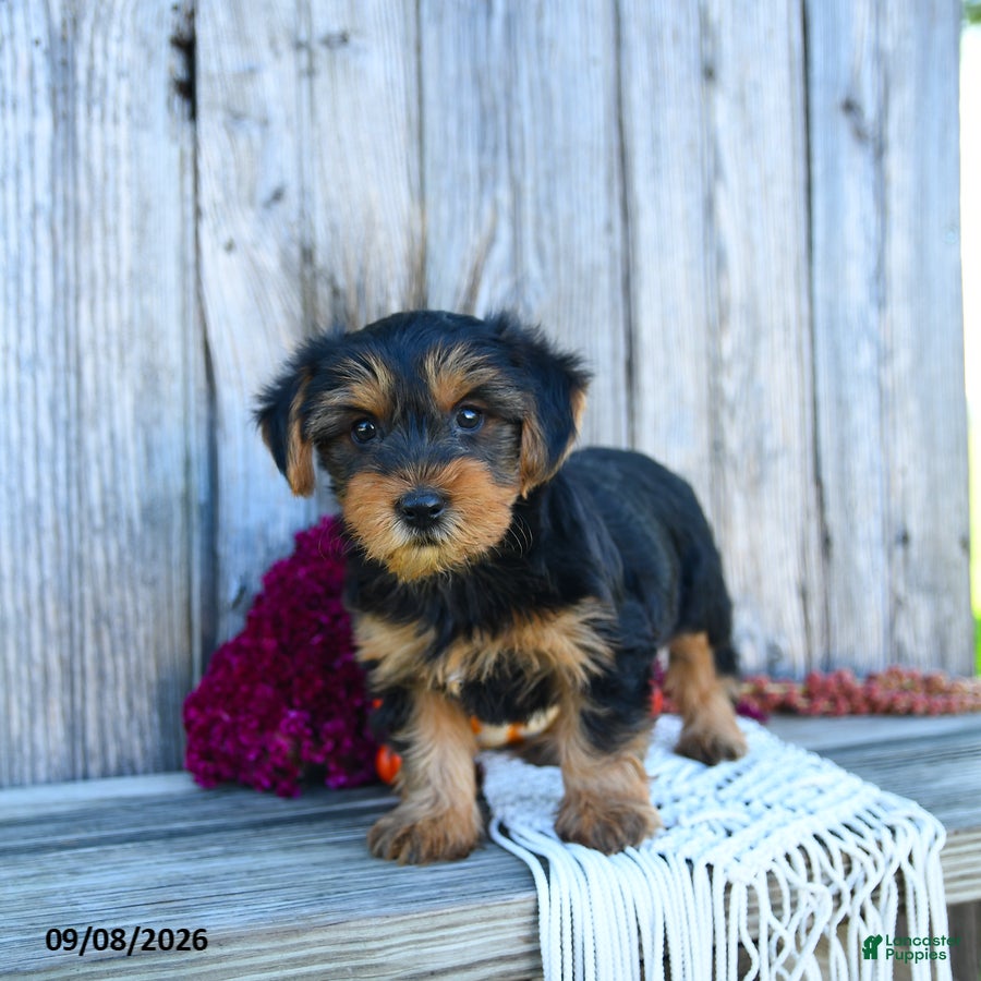 Yorkshire Terrier dogs Sylvester  - Ad 2