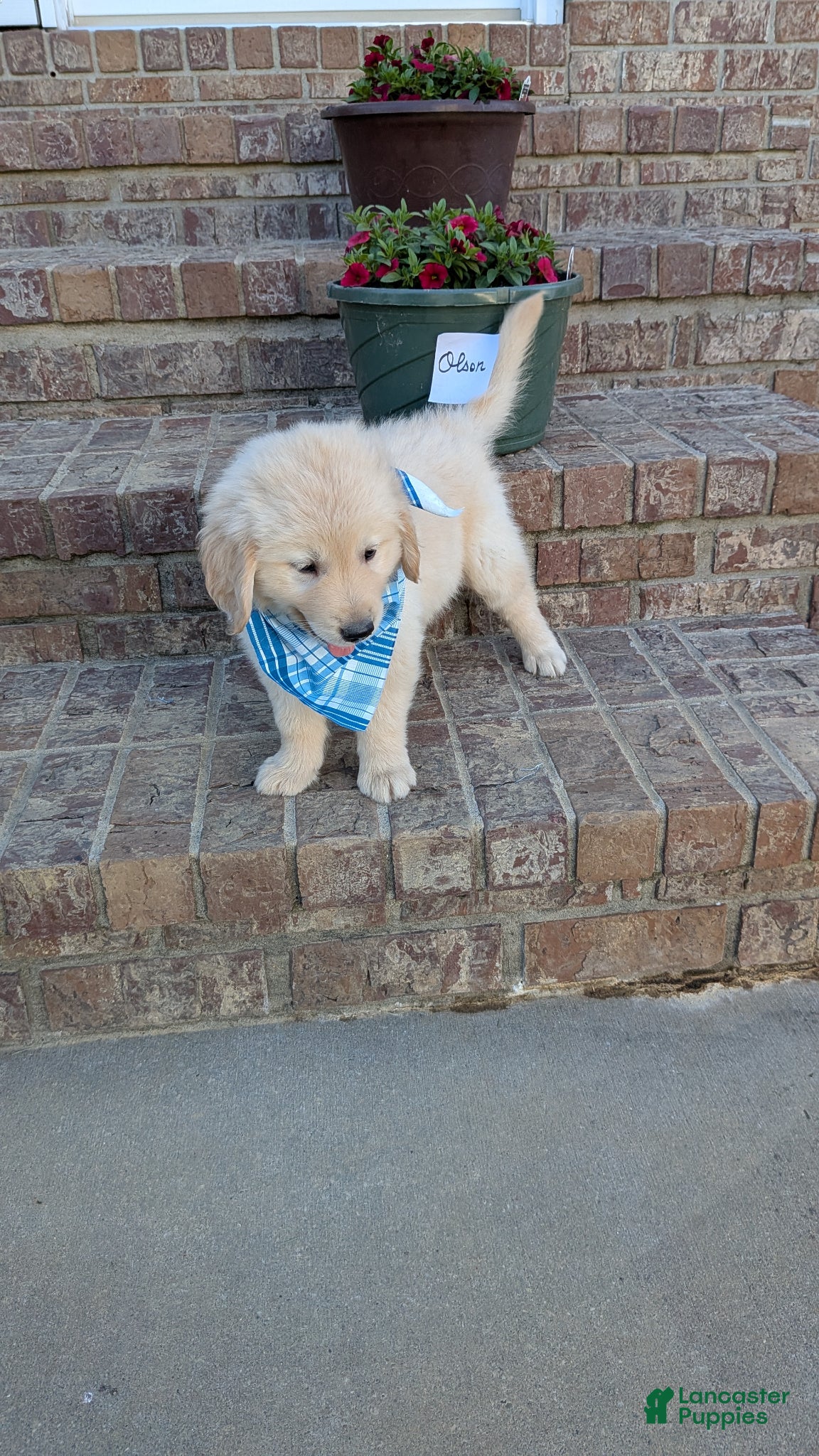 Golden Retriever dogs Olson, AKC - Ad 24