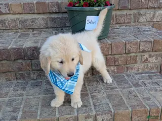 Golden Retriever dogs Olson, AKC - Ad 24