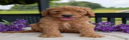 Goldendoodle dogs for sale: Parker - Ad 7