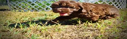 Havapoo dogs for sale: Pringles - Ad 15