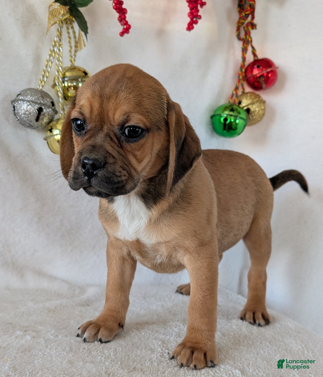 Puggle dogs for sale: Chuck  - Ad 8