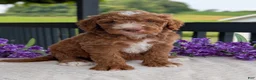 Goldendoodle dogs for sale: Charlie - Ad 17