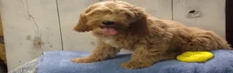Cockapoo dogs for sale: Barry - Ad 3
