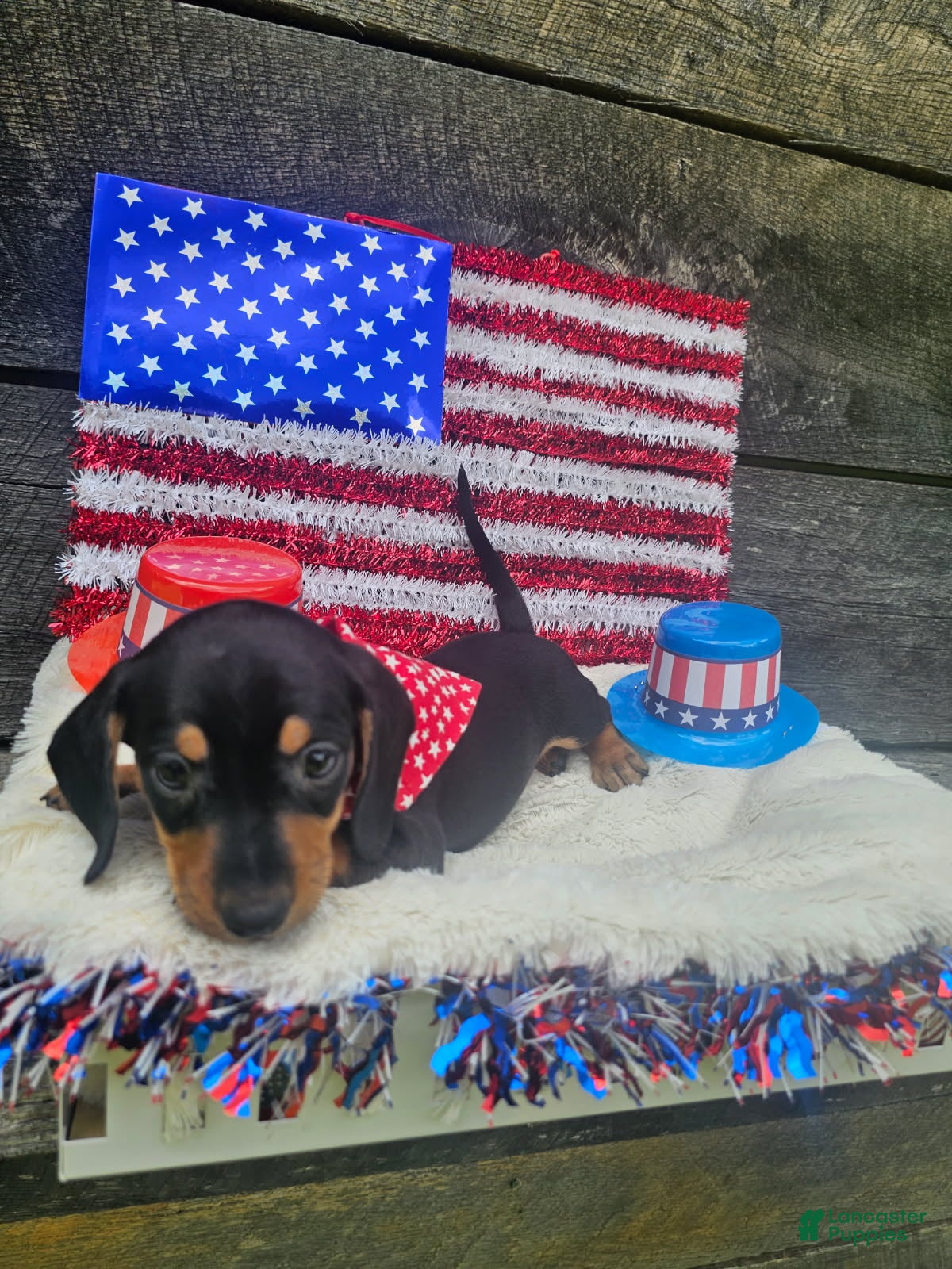 Dachshund dogs Oscar - Ad 2