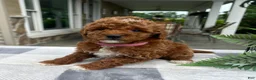 Mini Goldendoodle dogs for sale: Chloe - Ad 3