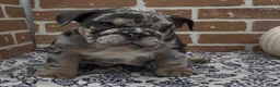 English Bulldog dogs for sale: Hallie - Ad 4