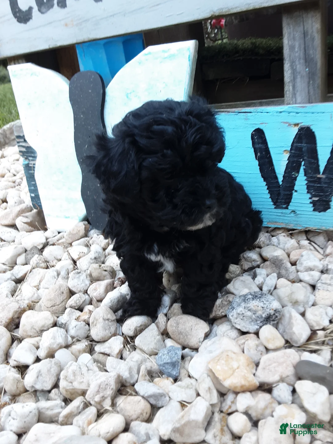 Yorkiepoo dogs for sale: Daisy - Ad 2