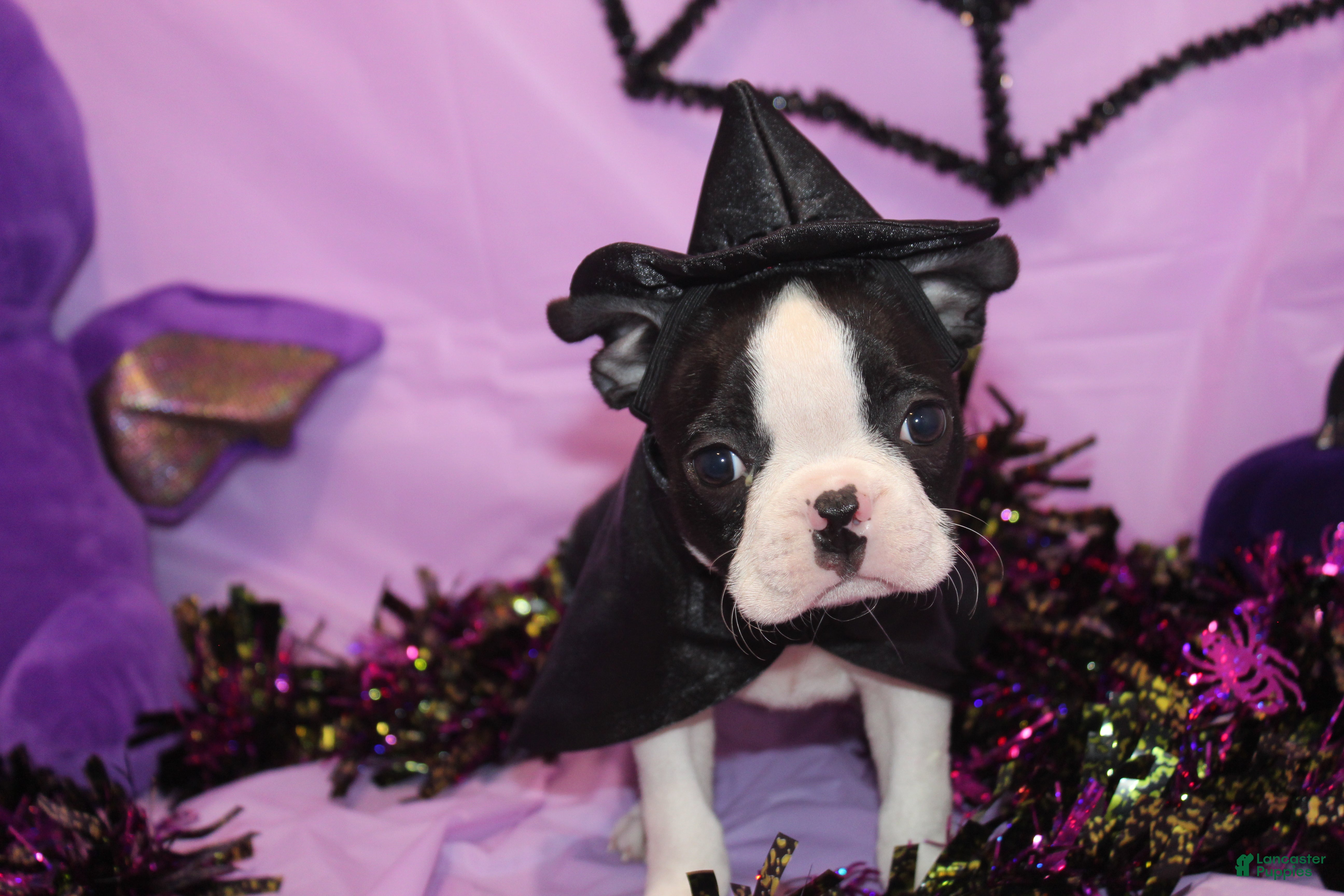 Boston Terrier dogs for sale: Minka - Ad 7