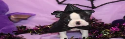 Boston Terrier dogs for sale: Minka - Ad 1