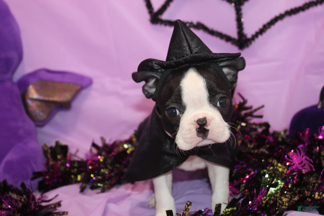 Boston Terrier dogs for sale: Minka - Ad 1