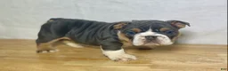 English Bulldog dogs for sale: Winnie - Ad 3
