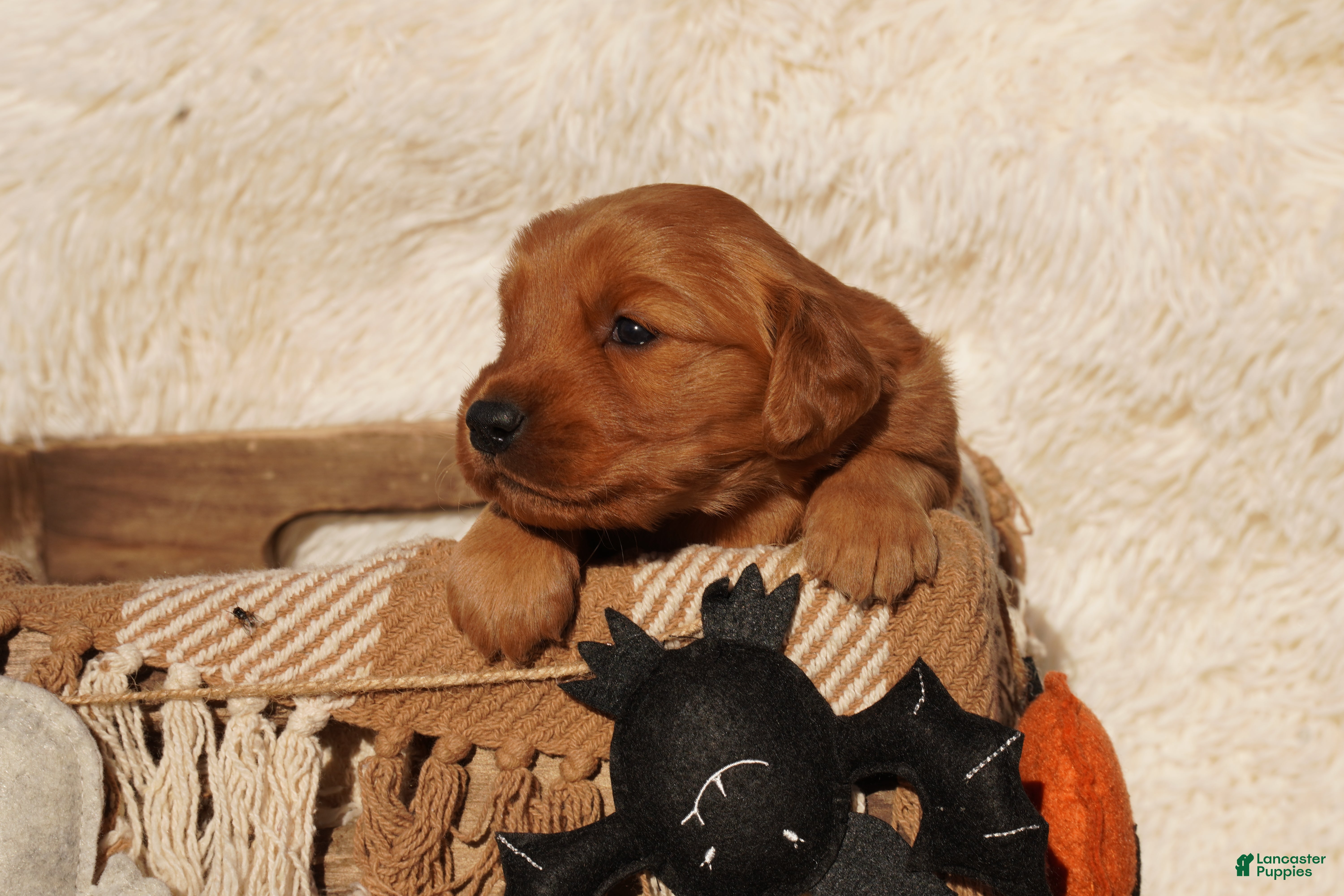 Golden Retriever dogs Daisy -AKC, Genetically Clear - Ad 2