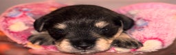 Miniature Schnauzer dogs for sale: Miniature Schnauzer Puppy 7 - Ad 6
