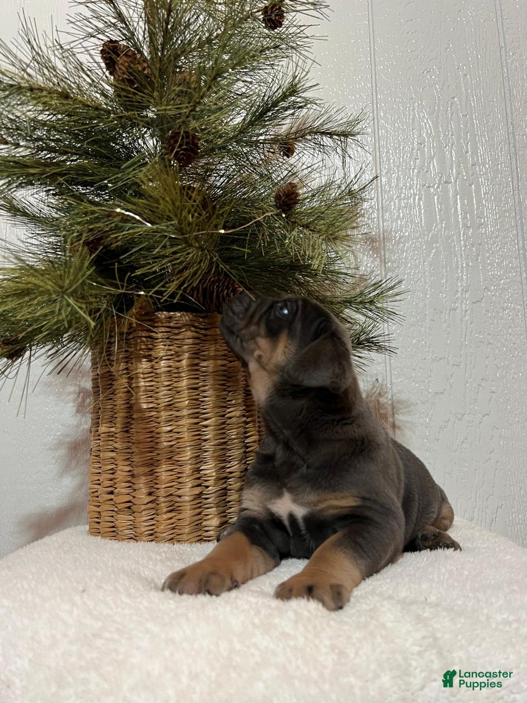 Cane Corso dogs for sale: Skye - Ad 2