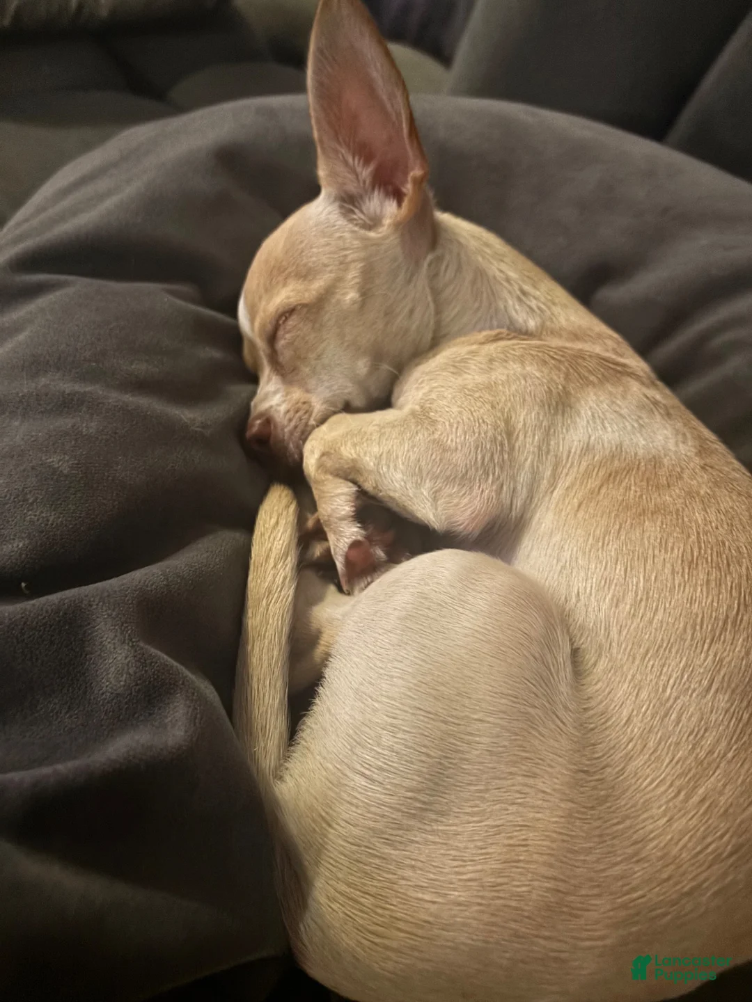 Mixed Breed dogs for sale: Cookie - Ad 1