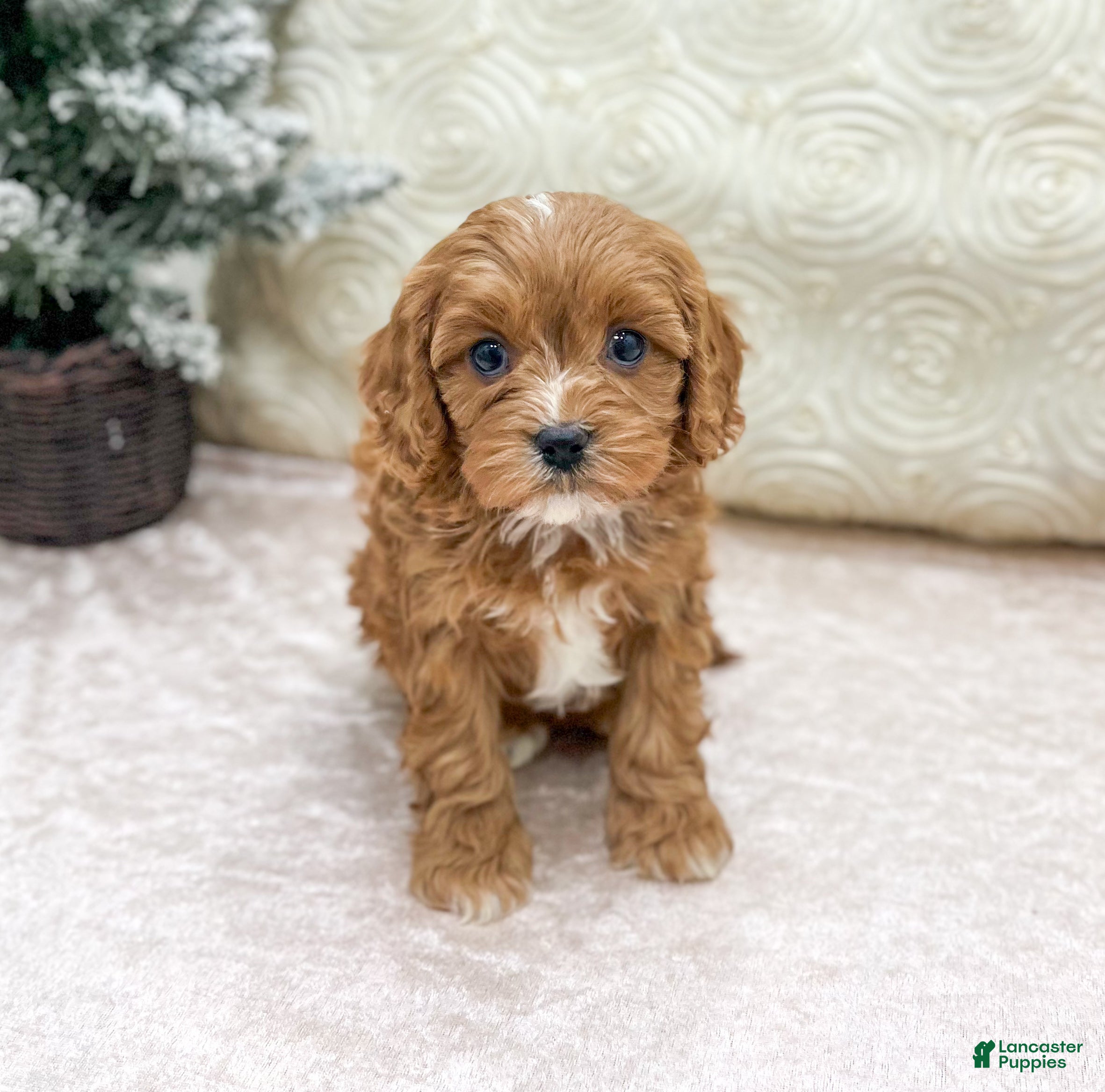 Cavapoo dogs Candy - Ad 30