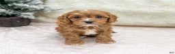Cavapoo dogs for sale: Candy - Ad 1