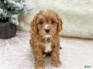 Cavapoo dogs Candy - Ad 18