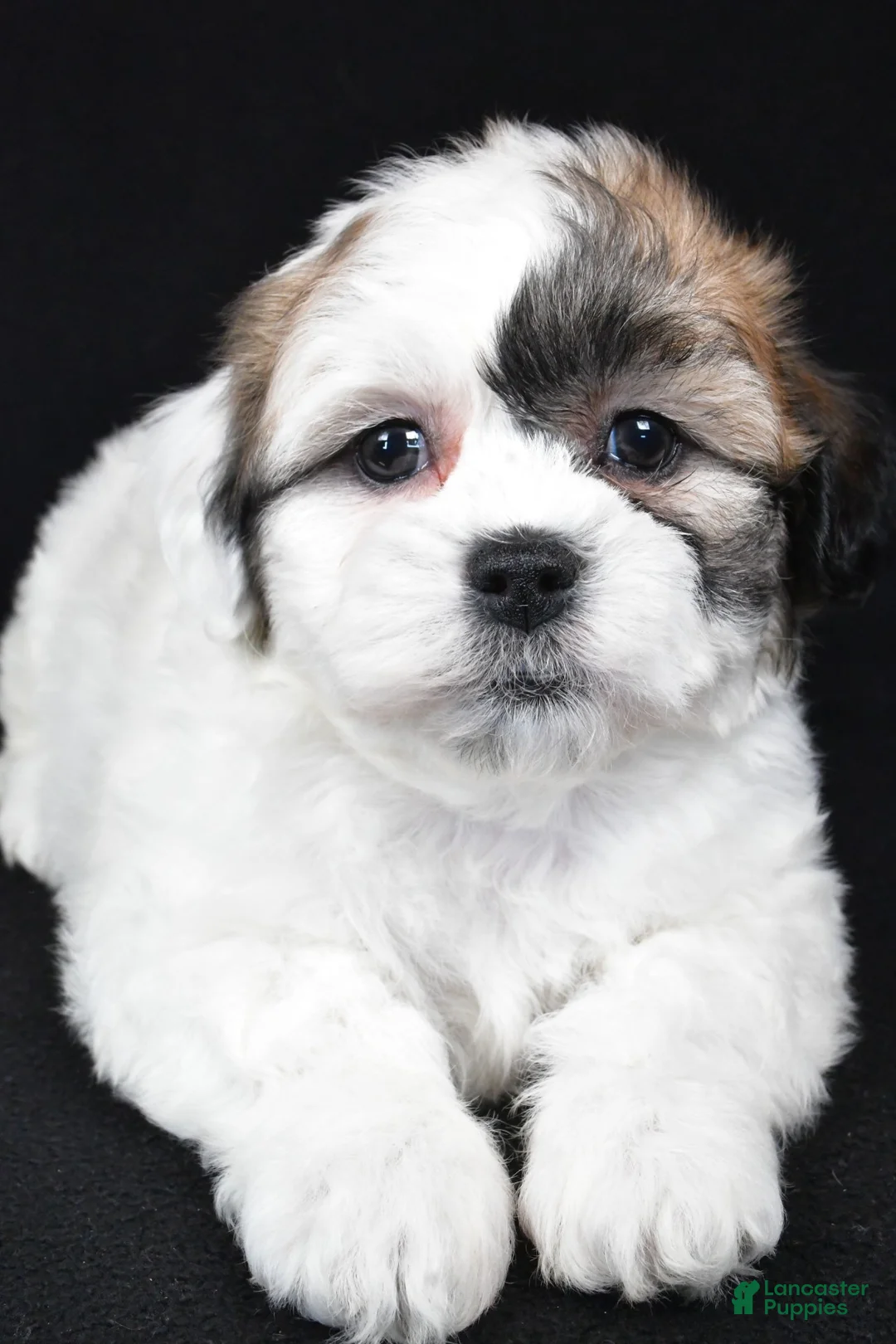 Teddy Bear dogs for sale: mauren - Ad 7