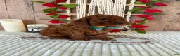 Mini Goldendoodle dogs for sale: Mr. Sunshine - Ad 9