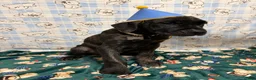 Cane Corso dogs for sale: Hacker  - Ad 1