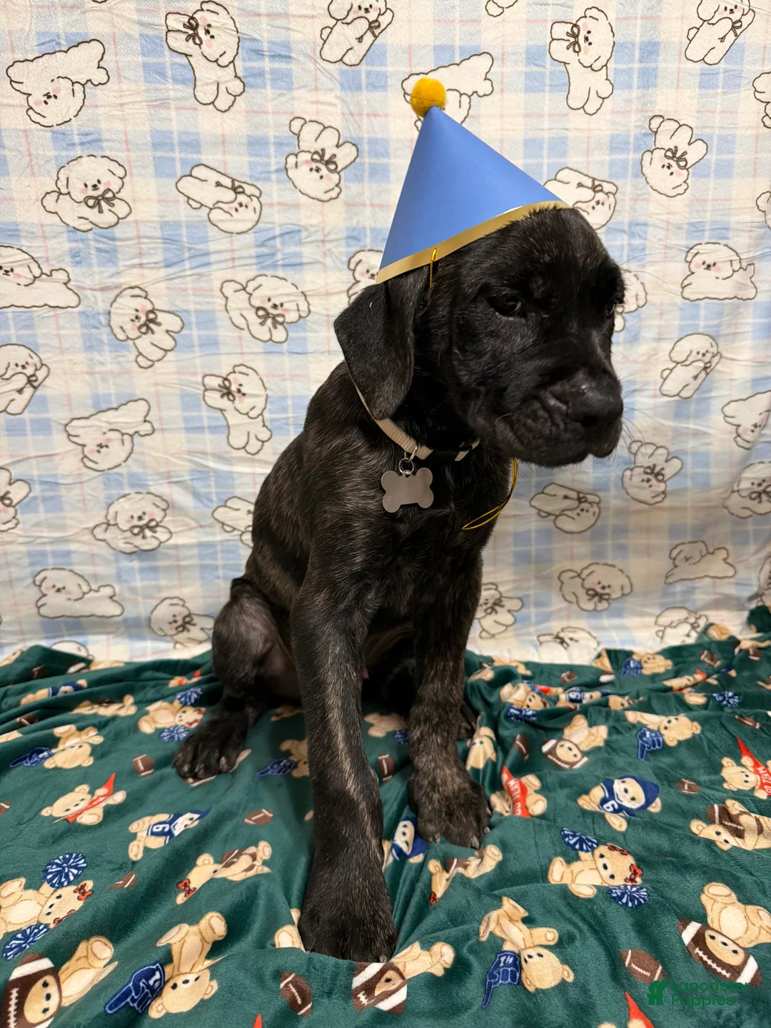 Cane Corso dogs for sale: Hacker  - Ad 1