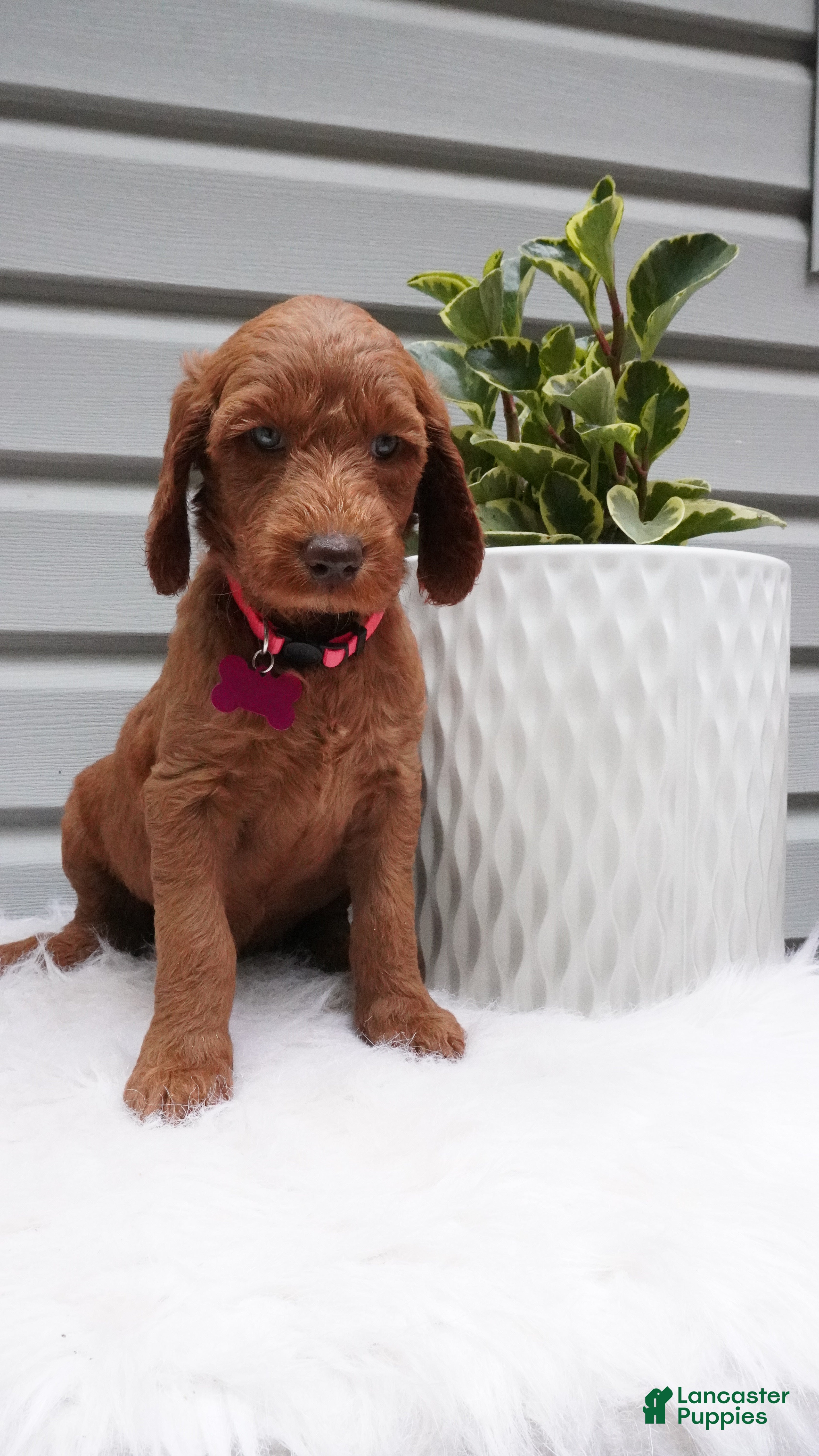 Goldendoodle dogs Starla  - Ad 1
