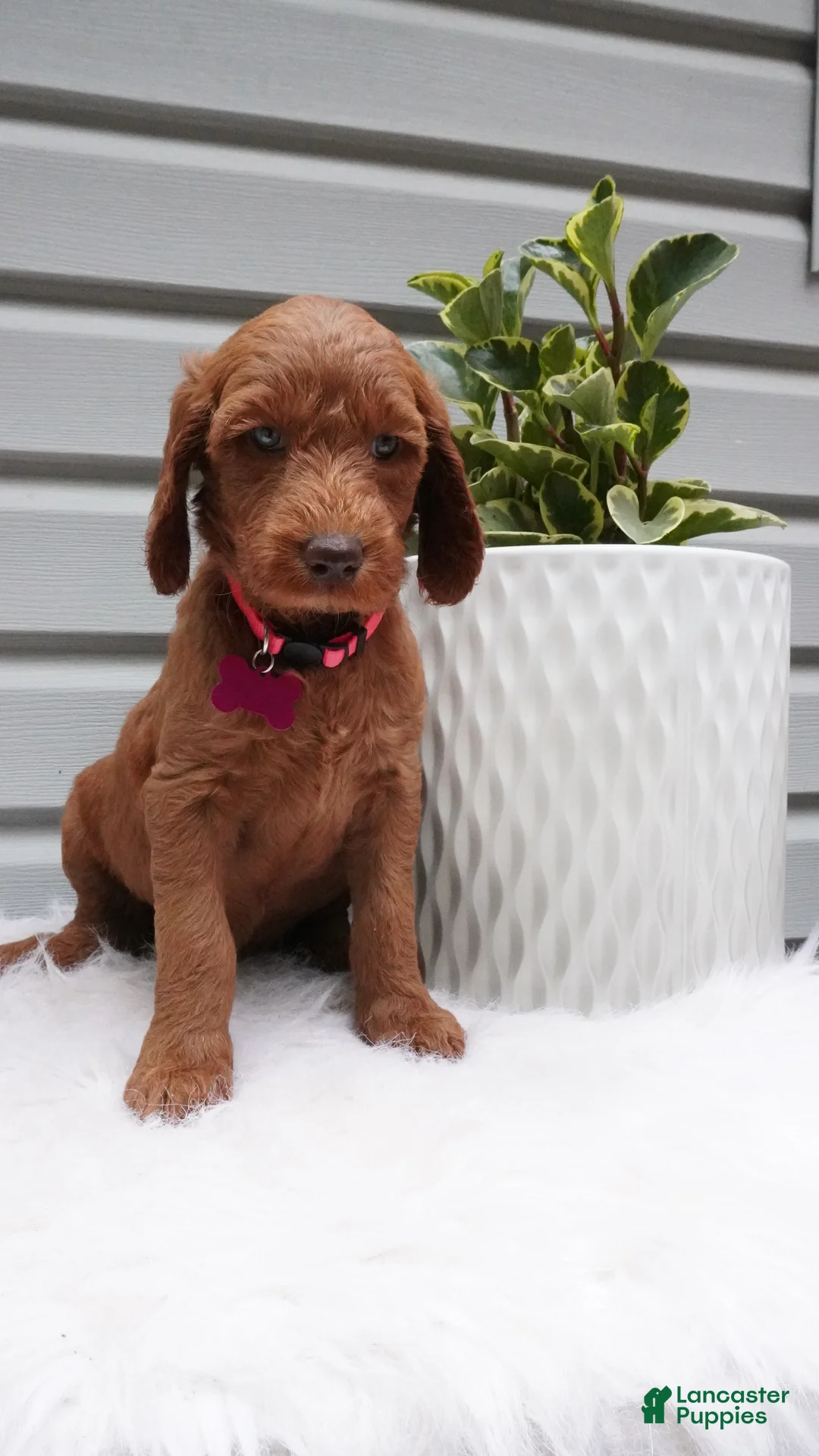 Goldendoodle dogs for sale: Starla  - Ad 1