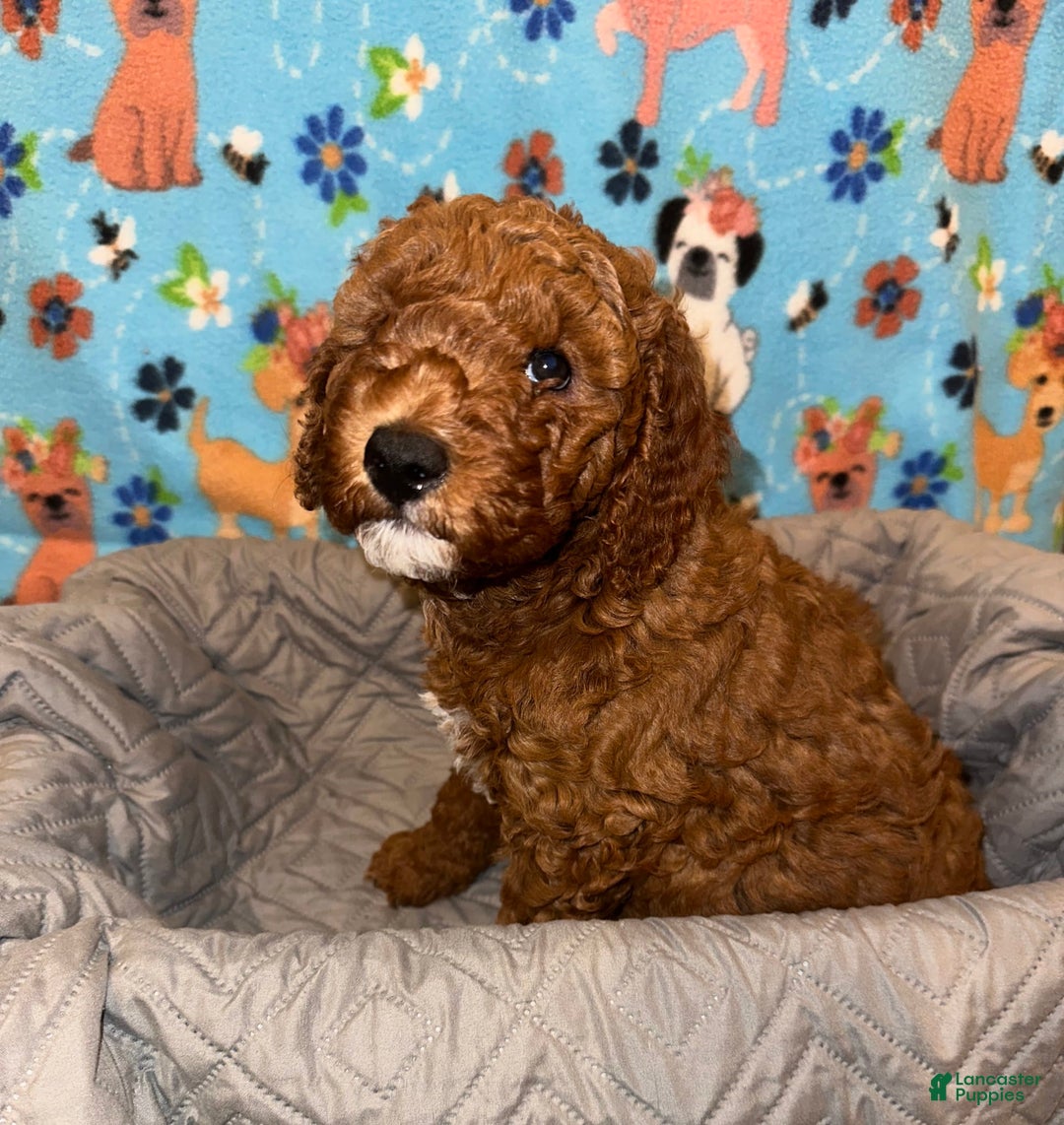 Goldendoodle dogs for sale: Lulu - Ad 4
