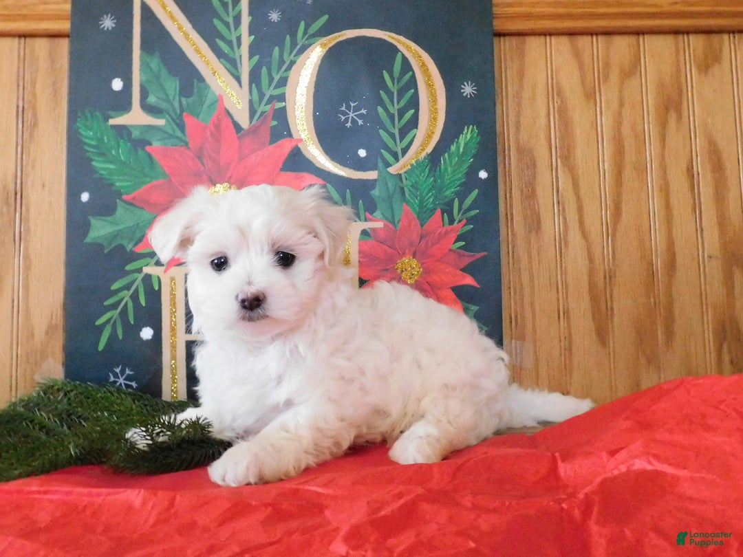 Mixed Breed dogs for sale: Irv - Ad 2