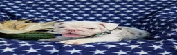 English Bulldog dogs for sale: Dunleigh - Ad 10