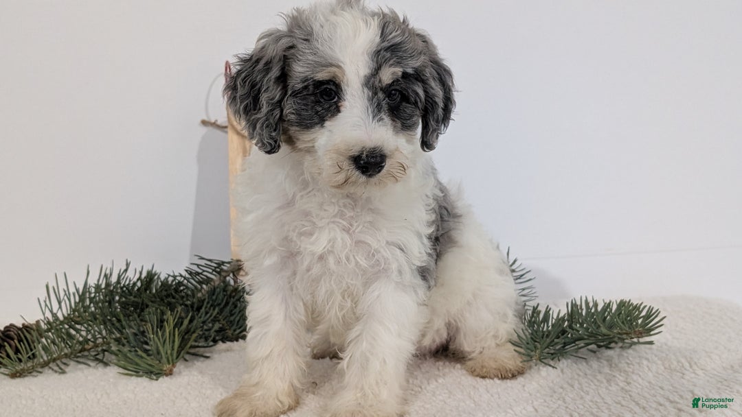 Mixed Breed dogs for sale: Nala - Ad 2