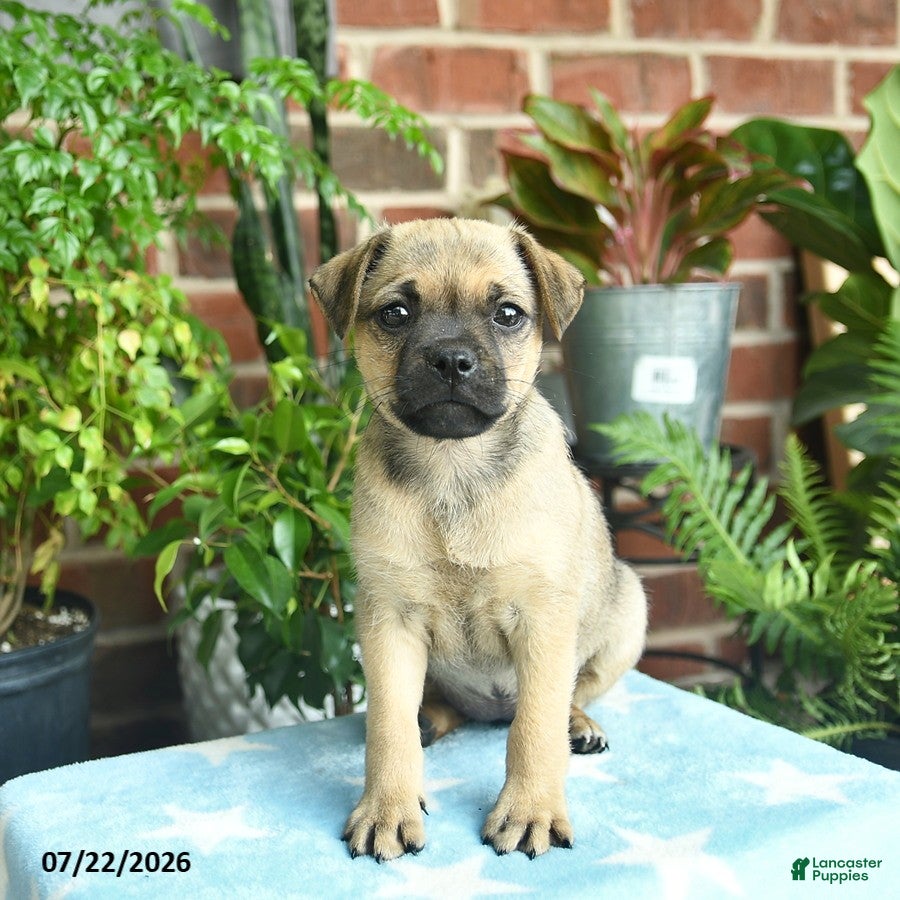 Jug dogs Chocolate  - Ad 2