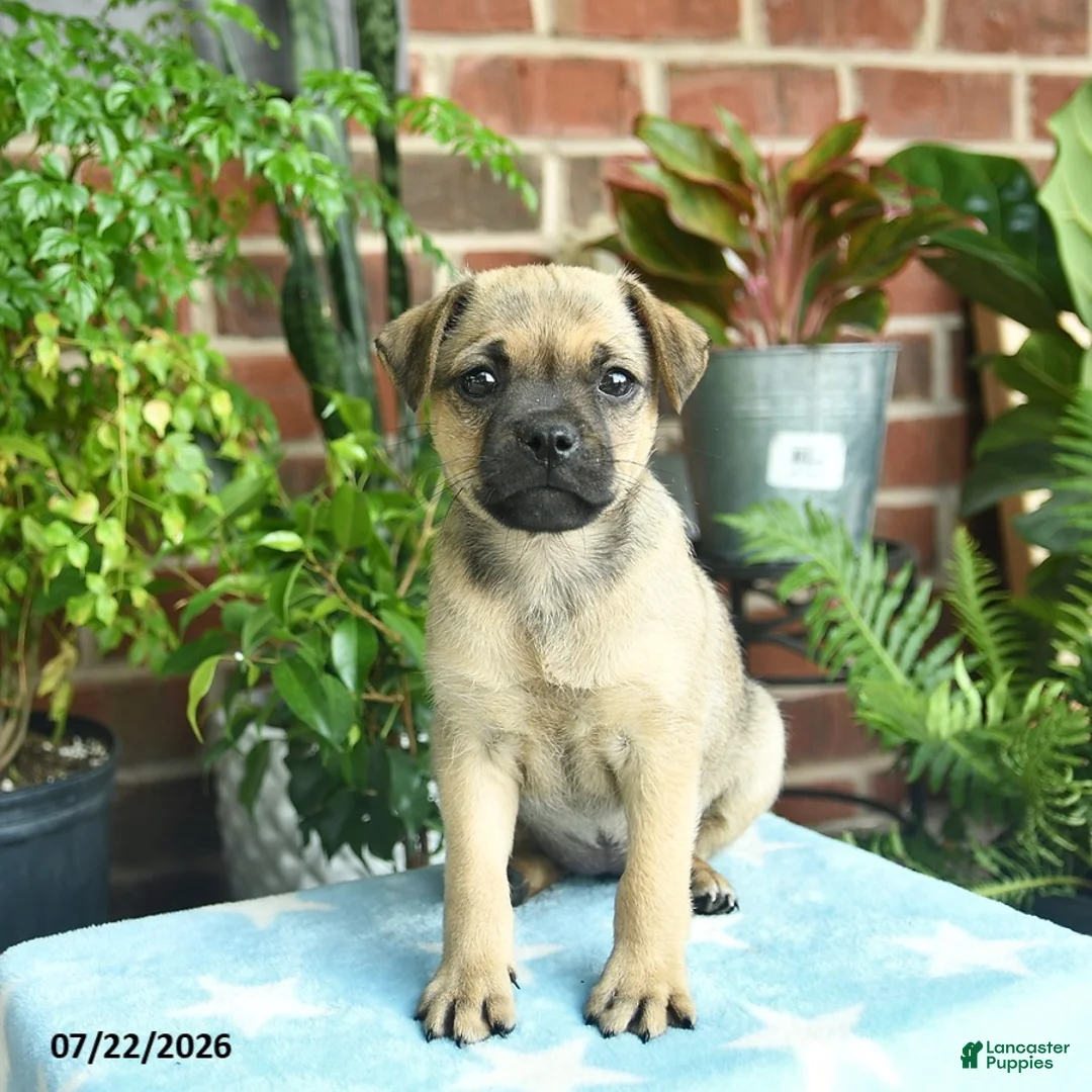 Jug dogs for sale: Chocolate  - Ad 2