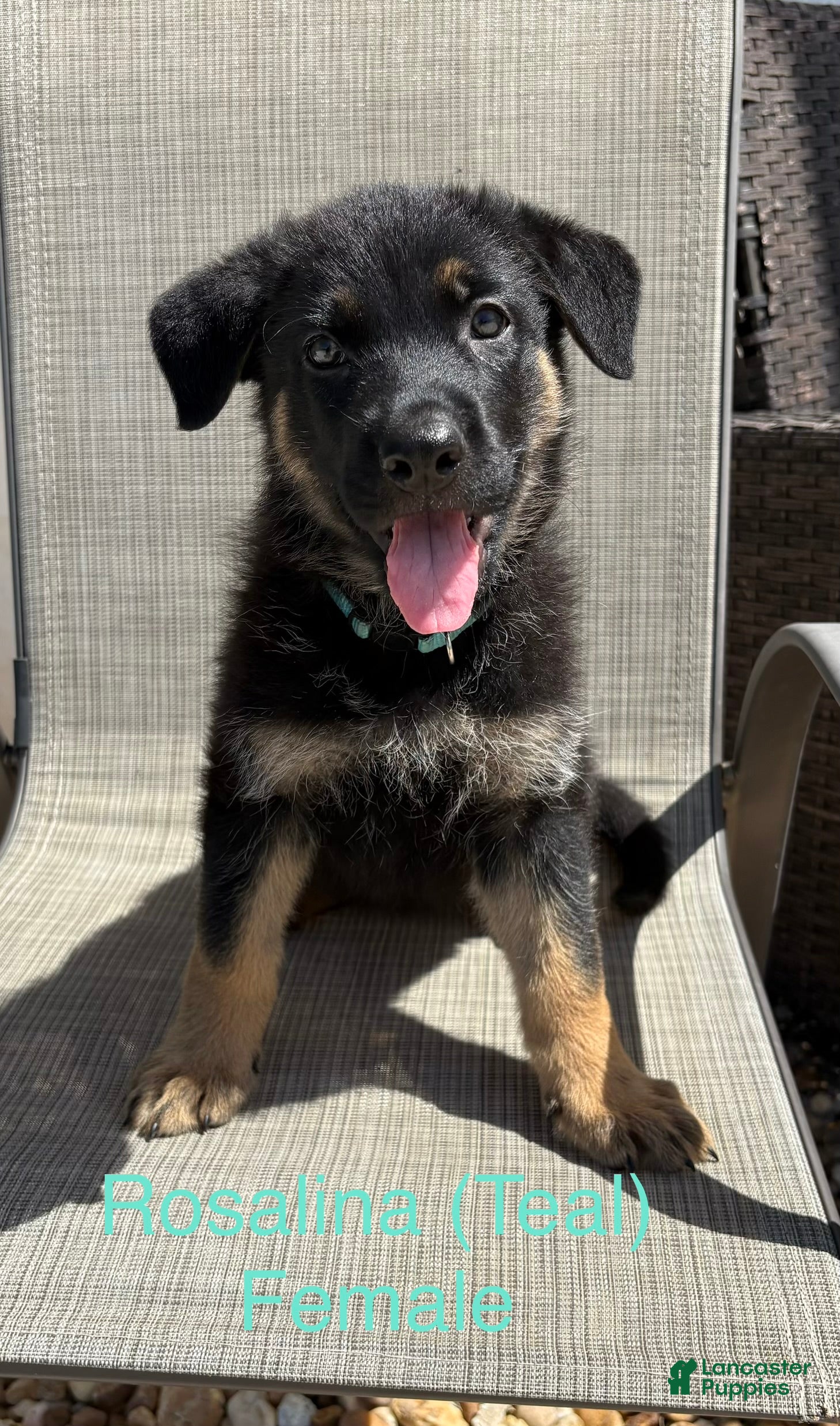 German Shepherd dogs for sale: Rosalina - Ad 2