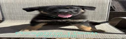German Shepherd dogs for sale: Rosalina - Ad 1