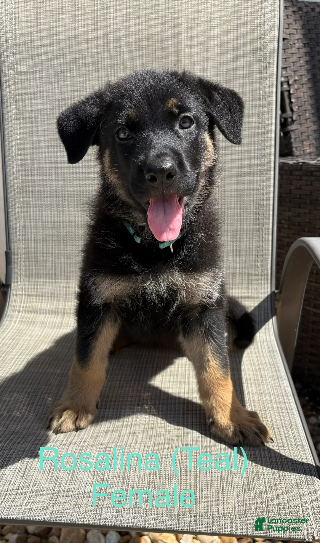 German Shepherd dogs for sale: Rosalina - Ad 1