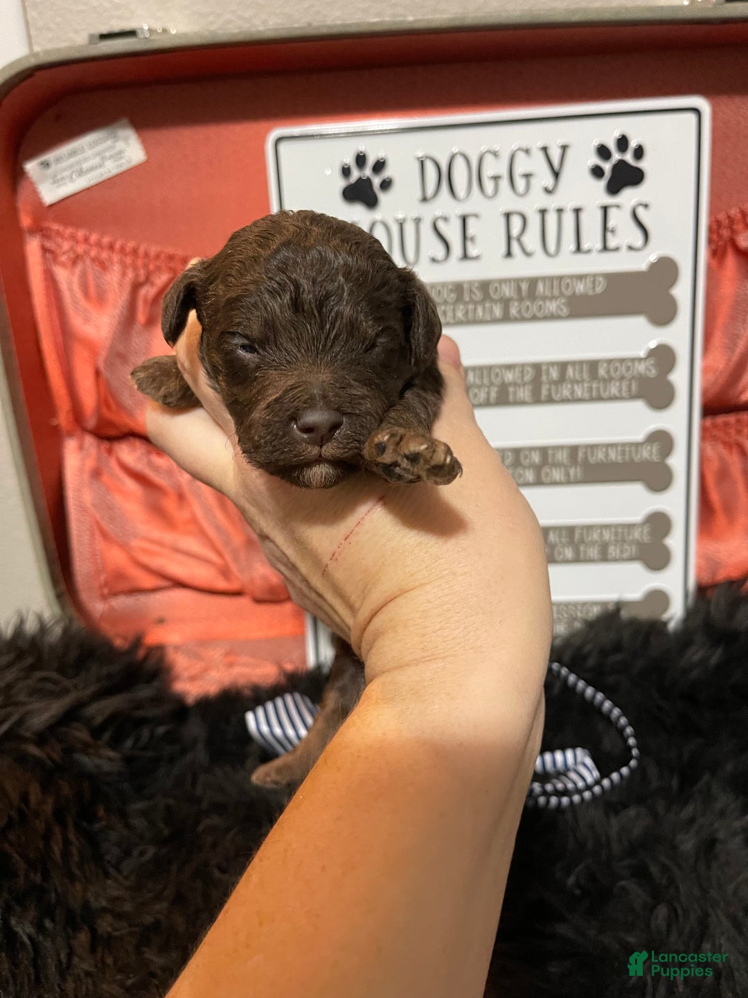 Miniature Poodle dogs for sale: Akc Clear Chocolate Phantom Boy 1 - Ad 26