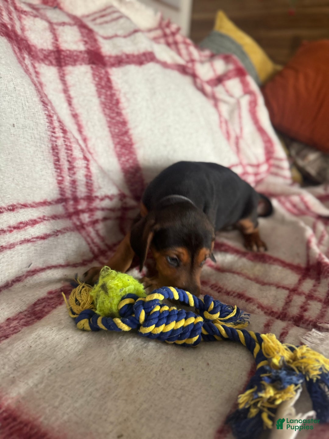 Mixed Breed dogs for sale: Mixed Breed Puppy 4 - Ad 27