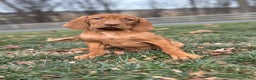 Vizsla dogs for sale: Velma - Ad 1