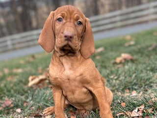 Vizsla dogs Velma - Ad 10