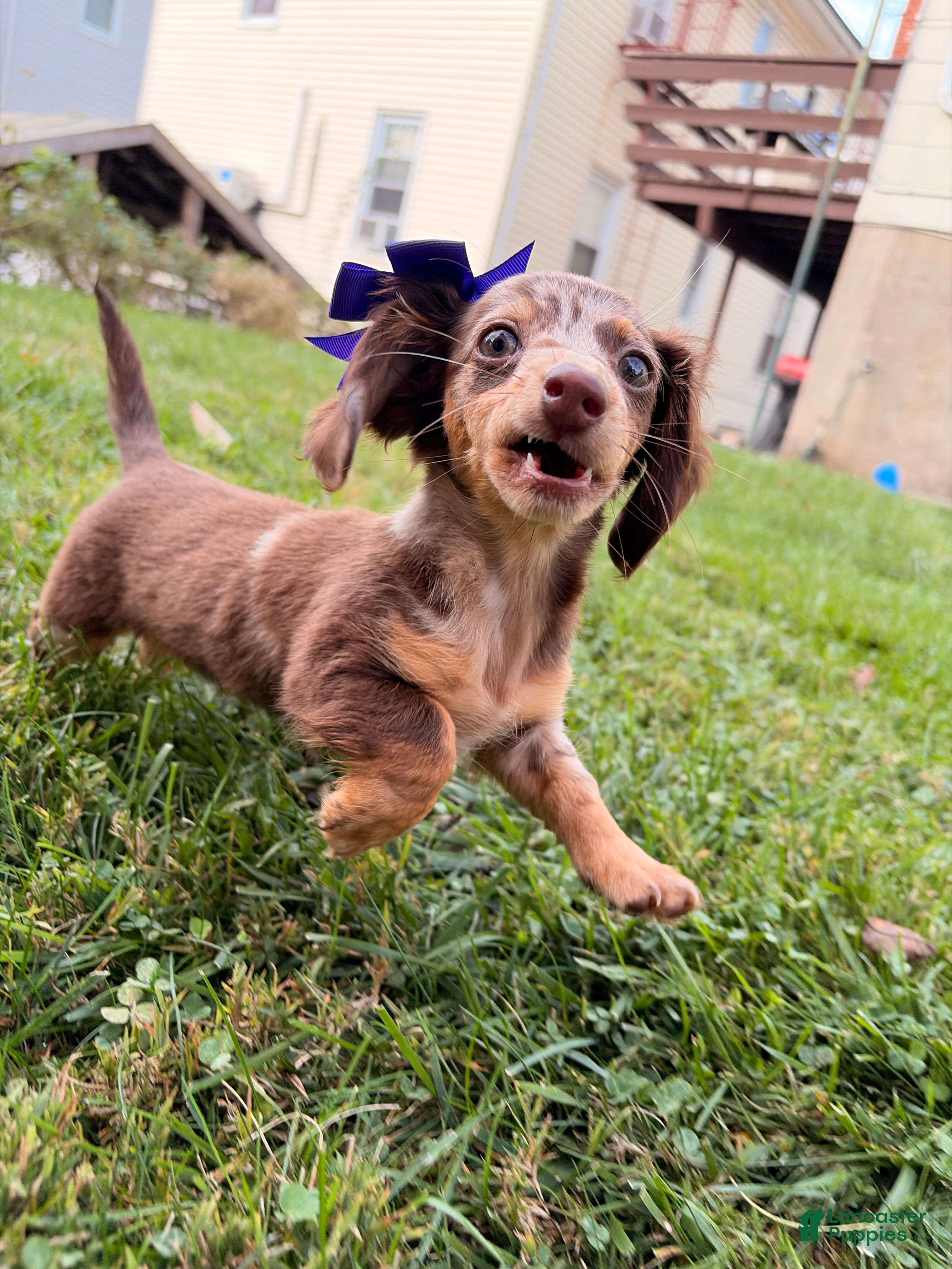 Miniature Dachshund dogs Pumpkin - Ad 2