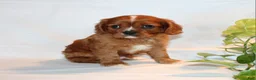Cavalier King Charles Spaniel dogs for sale: Ricky  - Ad 10