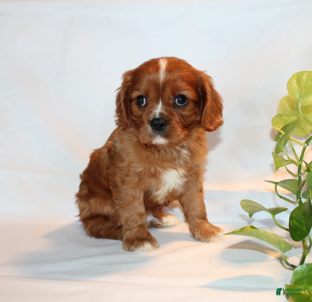 Cavalier King Charles Spaniel dogs for sale: Ricky  - Ad 10