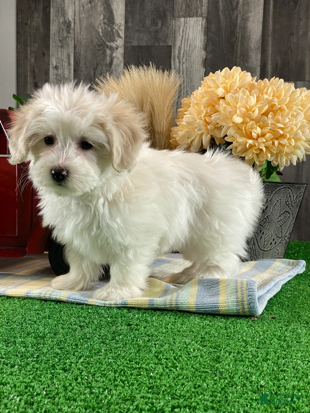 Mixed Breed dogs for sale: Ava - Ad 7