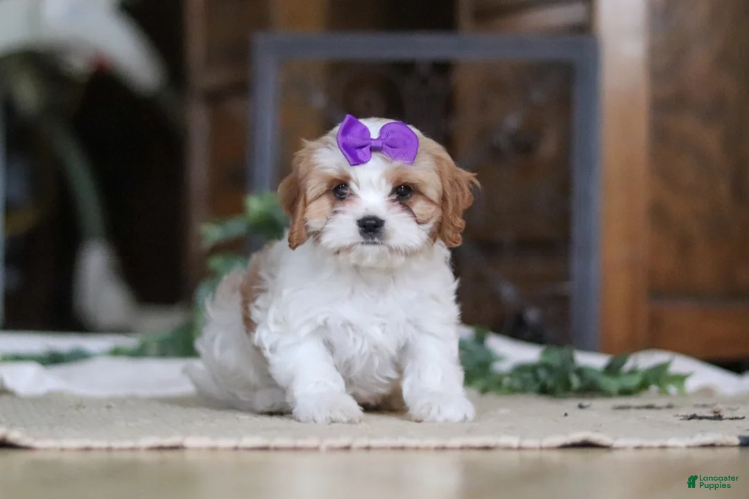 Cavapoo dogs for sale: Sasha - Ad 2