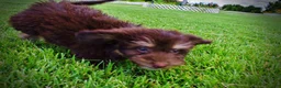 Havapoo dogs for sale: Frisky - Ad 16